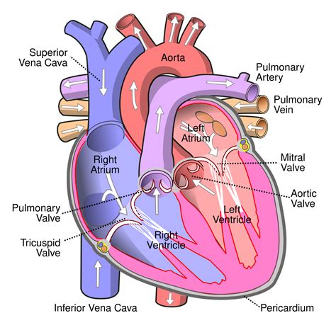 heart junction box|How the heart functions .